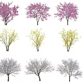 Flowering Trees With Pink Purple Yellow And White Blossoms In Various Colors
