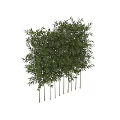 Tall Bamboo Plants With Slender Stems And Lush Green Leaves For Garden Landscaping
