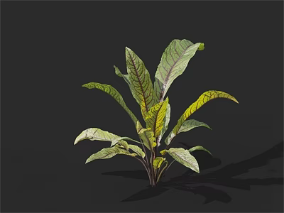 Fresh Vibrant Kale Vegetable With Green And Purple Veined Leaves On Dark Background 3d model