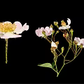 Pink And White Flower Blooms With Buds And Green Leaves On Black Background