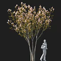 Tall Pink Flowering Tree With Green Leaves And White Statue Holding Item Against Black Background