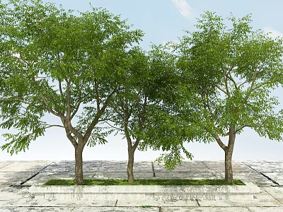 Arbor Trees With Lush Green Foliage In Stone Paved Outdoor Area Against Blue Sky 3d model