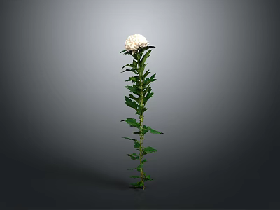 White Chrysanthemum Plant With Green Stem And Leaves On Gray Background 3d model