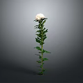 White Chrysanthemum Plant With Green Stem And Leaves On Gray Background
