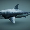 Realistic 3D Shark Model With Open Mouth And Detailed Skin Texture