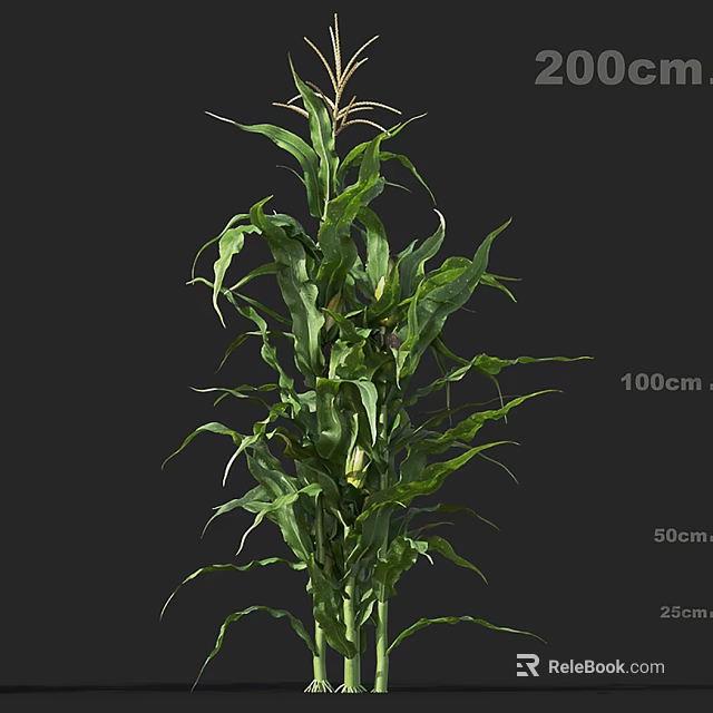 Vibrant Green Corn Plant With Lush Long Leaves And Height Dimensions 100cm 50cm 25cm 3d model 