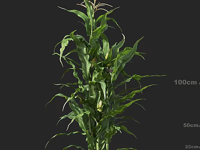 Vibrant Green Corn Plant With Lush Long Leaves And Height Dimensions 100cm 50cm 25cm 3d model