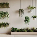 Hanging Basket Plants With Lush Green Species Suspended On Indoor Wall Decor