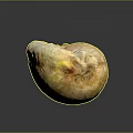 Shiny Yellow Shell Shaped Decorative Household Item With Textured Surface For Home Decoration
