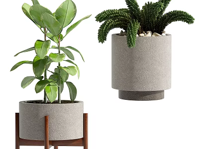 Broad Green Leafy and Feathery Potted Plants with Concrete Pots Wooden Stand and Pebbles 3d model