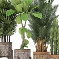 Various Indoor Potted Green Plants with Woven Pots Wooden Stands and Large Leaf Palm Cactus