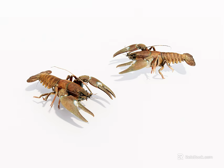 Two Raw Crayfish With Brown Shells And Claws On White Background 3d model 