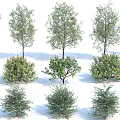 Different Types Of Landscape Trees Collection With Various Sizes And Foliage Shapes
