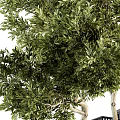 Decorative Olive Tree Bonsai Plants in Black Vertical Striped Square Pots