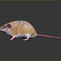 Orange and White Rat With Pink Nose Ears Long Tail Standing On Black Reflective Surface