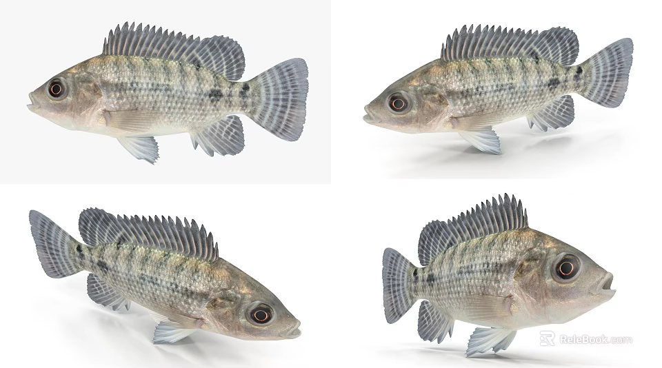 Detailed Striped Fish With Prominent Scales And Dorsal Fins As Aquatic Animal 3d model 