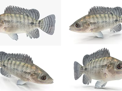 Detailed Striped Fish With Prominent Scales And Dorsal Fins As Aquatic Animal 3d model