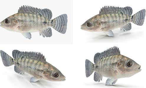 Modern Fish Tilapia 3d model