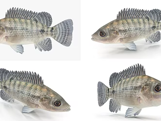 Modern Fish Tilapia 3d model