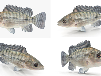 Modern Fish Tilapia 3d model