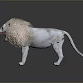 Realistic White Lion Standing with Open Mouth and Fluffy Mane on Dark Reflective Surface