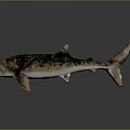 Realistic Shark With Spotted Body Sharp Teeth Open Mouth And Detailed Fins