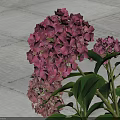 Pink Hydrangea Flowers With Green Leaves Growing In Lush Garden Grass