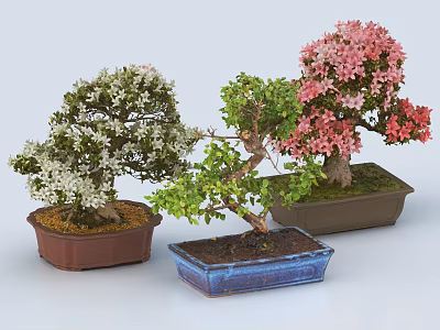 Bonsai Plants With White Pink Flowers In Brown Blue Ceramic Pots And Artistic Branches 3d model
