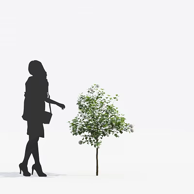 Modern Liriodendron 3d model