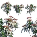 Colorful Leaf Arbor With White Blossoms And Varied Forms For Outdoor Landscape Decor