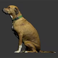 Brown and yellow dog sitting with green collar on gray background pet portrait