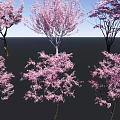 Pink Flowering Arbor Trees In Full Bloom Against Blue Sky Background