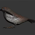 Realistic Small Bird With Spread Wings Standing On White Background Showing Detailed Feathers And Claws