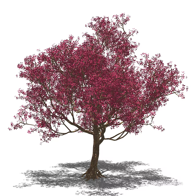 Beautiful Pink Flowering Arbor With Brown Trunk And White Background 3d model 