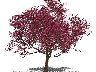 Beautiful Pink Flowering Arbor With Brown Trunk And White Background 3d model