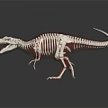 Dinosaur Skeleton Anatomical Model With Internal Organs And Fur Details 3d model