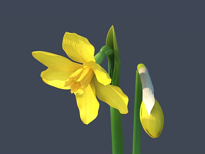 Blooming Yellow Daffodil With Green Stem And Unopened Bud On Gray Background 3d model