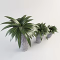 Bonsai Potted Plants with Three Different Sizes Gray Textured Pots and Green Long Leaves