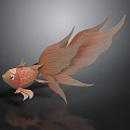 Golden Fish with Large Flowing Fins and Patterned Body on Dark Background with Reflection