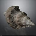 Conch Shell With Spiral Shape Brown And White Color Detailed Texture 3d model