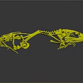 Dynamic Frog Skeleton in Leaping Pose with Detailed Structure against Dark Background