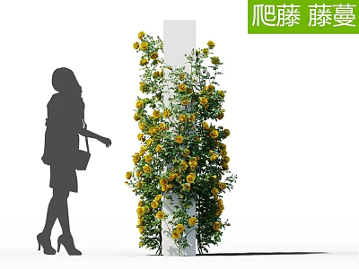 Climbing Vine With Yellow Flowers Growing On White Column Beside Silhouette Of Woman 3d model