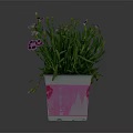 Pink Potted Plant With Green Leaves And Pink Flowers In Decorative Pot