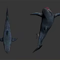 Two Small and Large Shark Models on White Background with Realistic Features