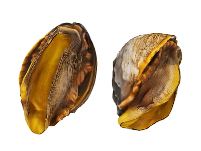 Aquatic Animals Open Freshwater Mussels With Yellow Interior And Brown Shells 3d model