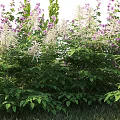 Vibrant Purple and Pink Garden Flowers With Lush Green Leaves and Blooms