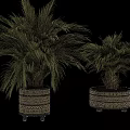 Bonsai Potted Plants With Palm Leaves In Black And Beige Geometric Pattern Pots