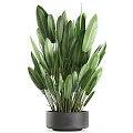 Green Potted Plant With Large Fresh Leaves In Black Ceramic Pot