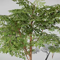 Different Sizes of Trees with Lush Green Leaves and Brown Trunks Displaying Various Growth Stages