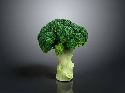 Fresh Green Broccoli with Vibrant Florets and Crisp Stalk Isolated on Dark Background 3d model